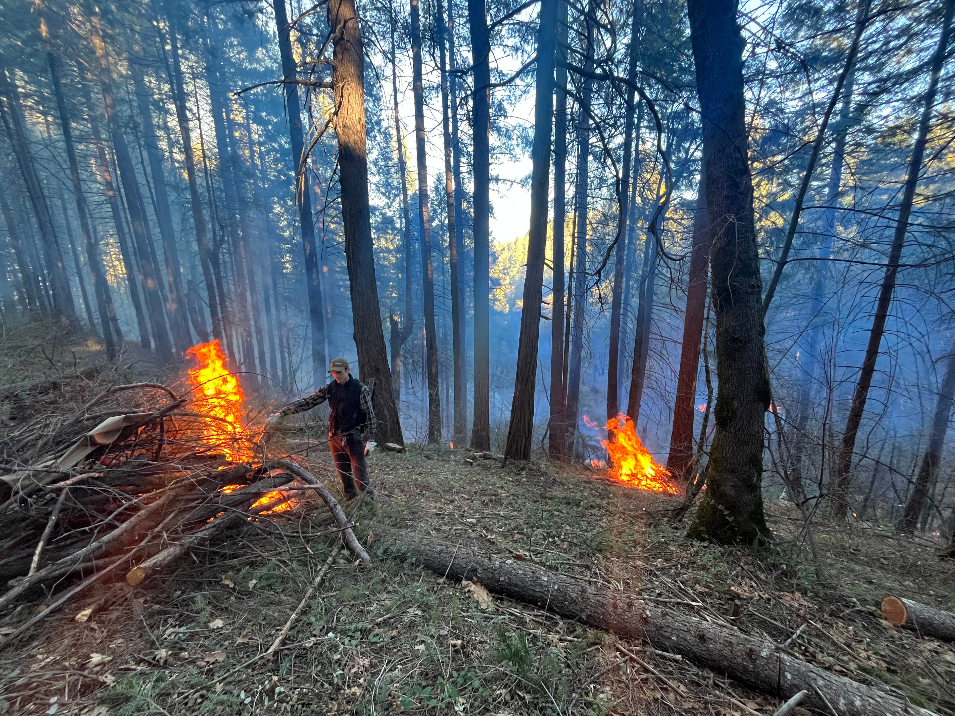 Crew conducting hand thinning in mixed-conifer forest