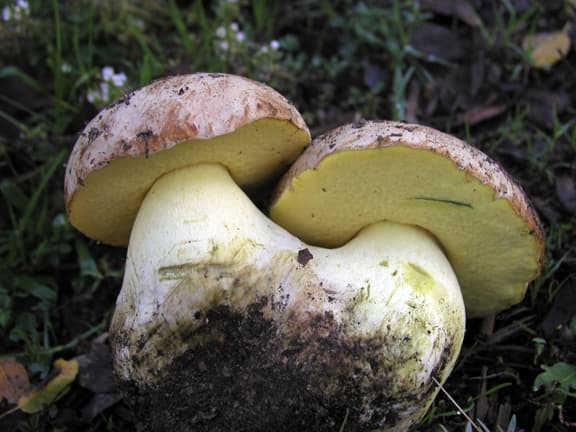 Fungus Foray photo 4