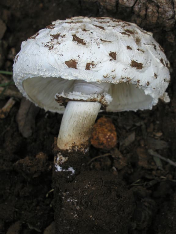 Fungus Foray photo 5
