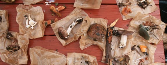 Fungus Foray photo 2