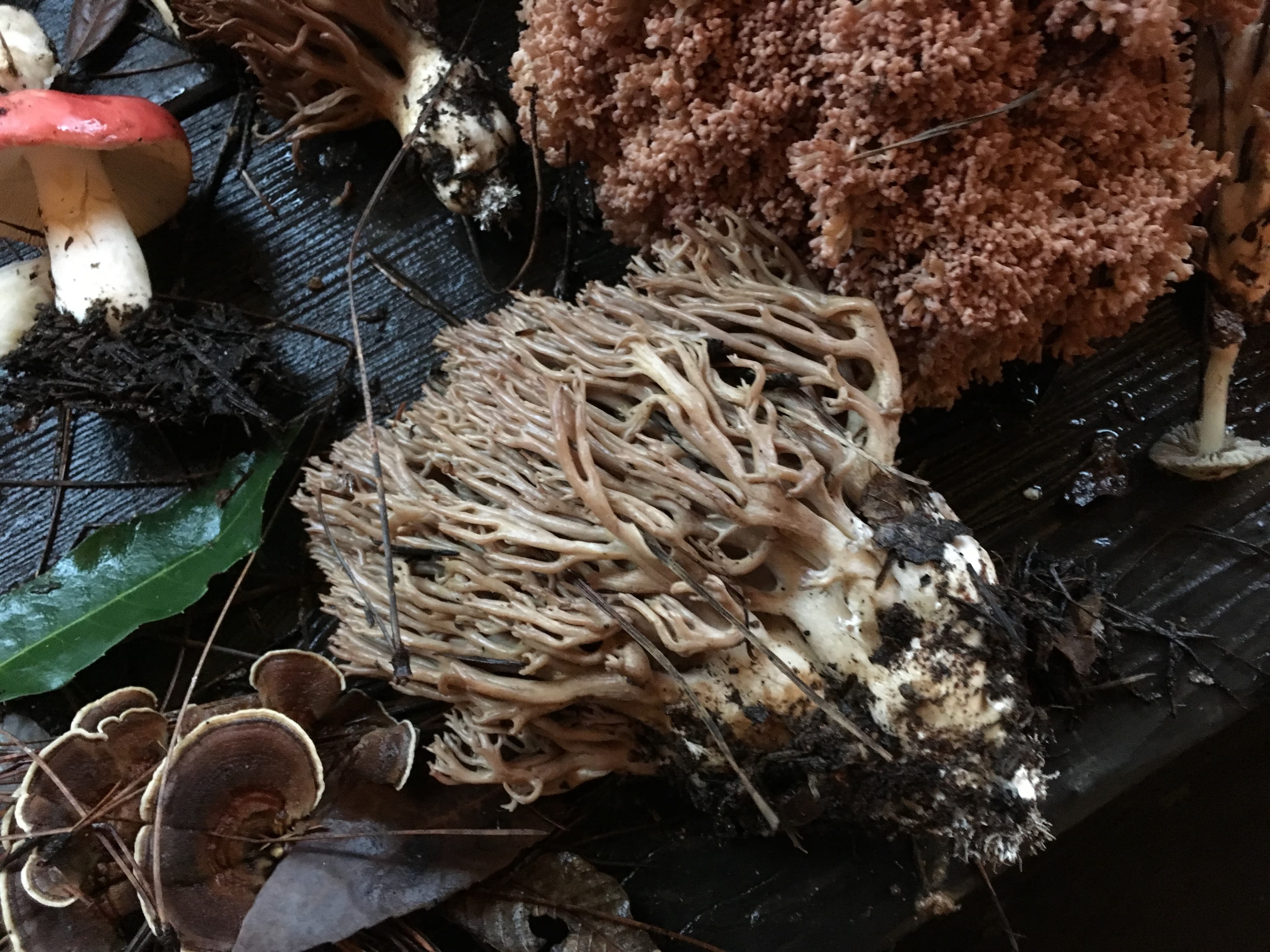 Fungus Foray photo 6