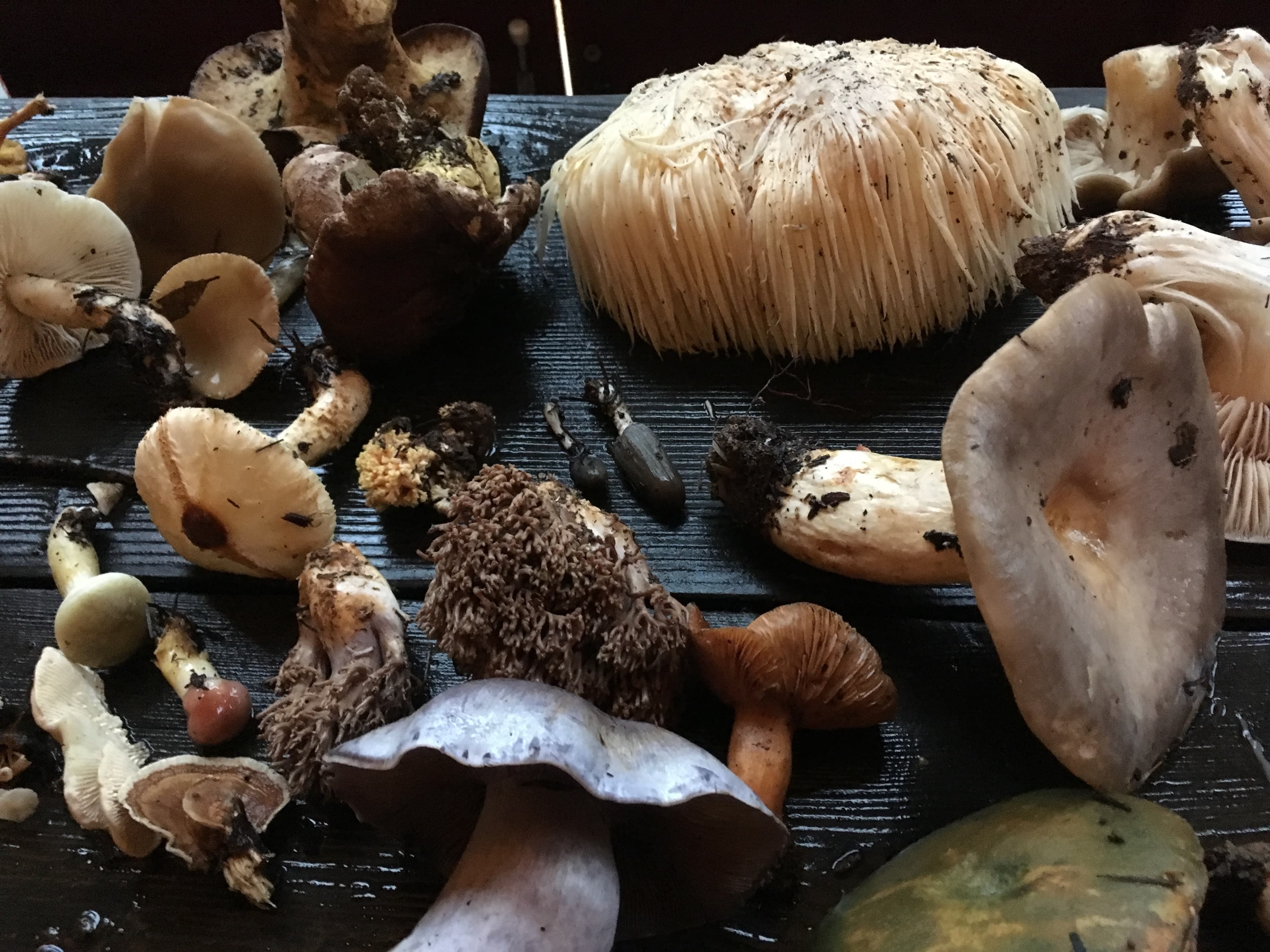 Fungus Foray photo 7