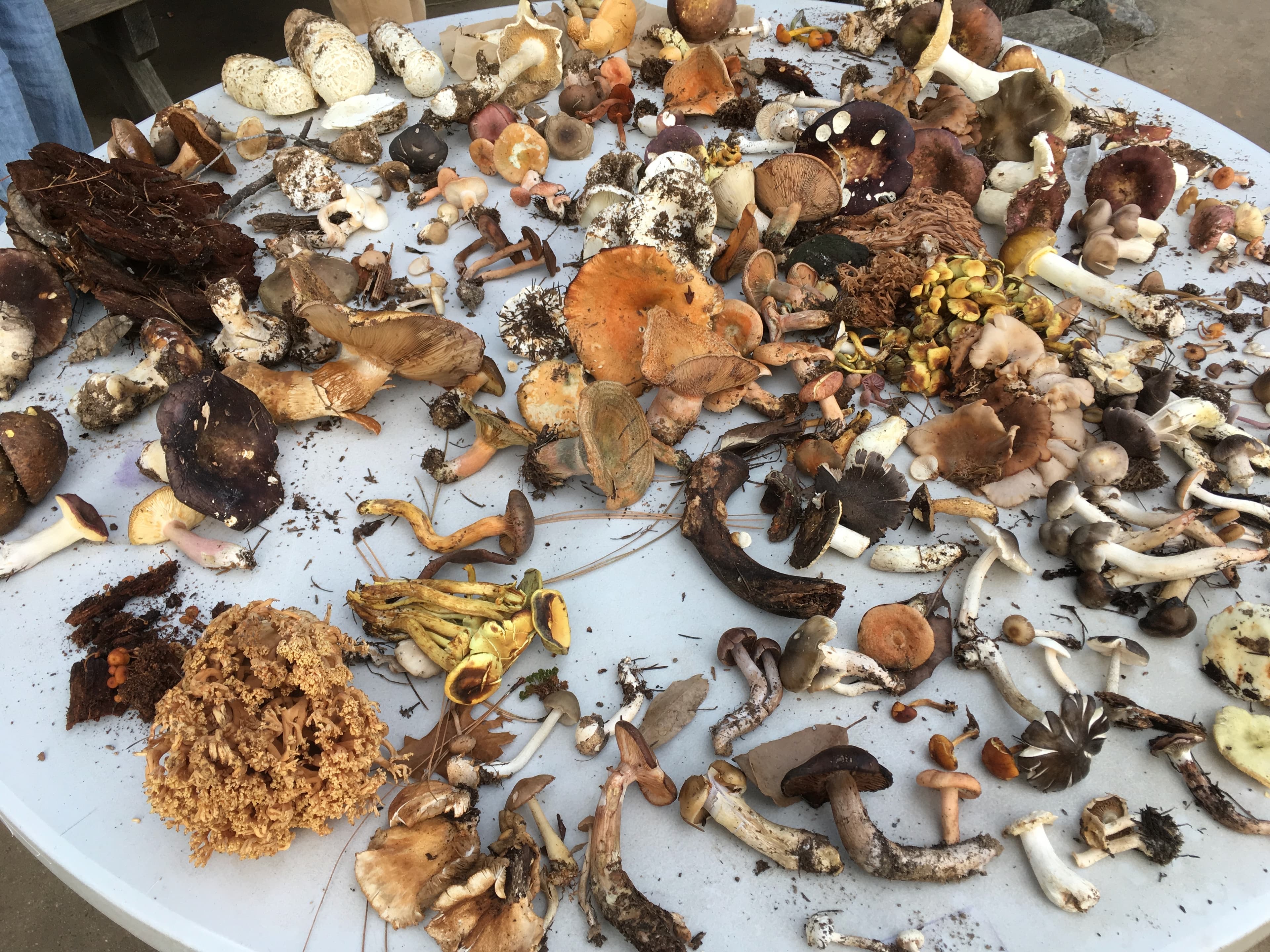 Fungus Foray photo 8