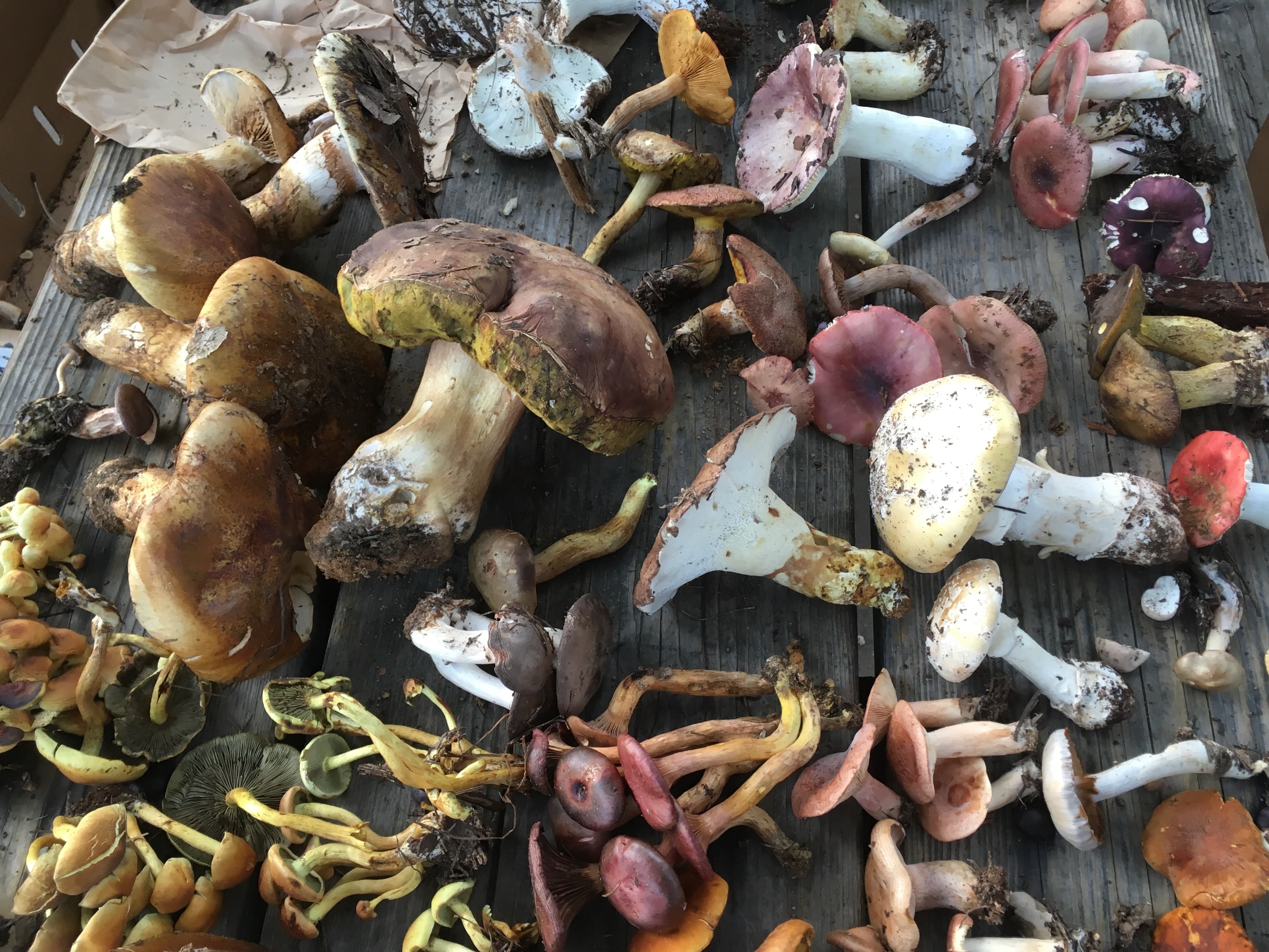 Fungus Foray photo 9