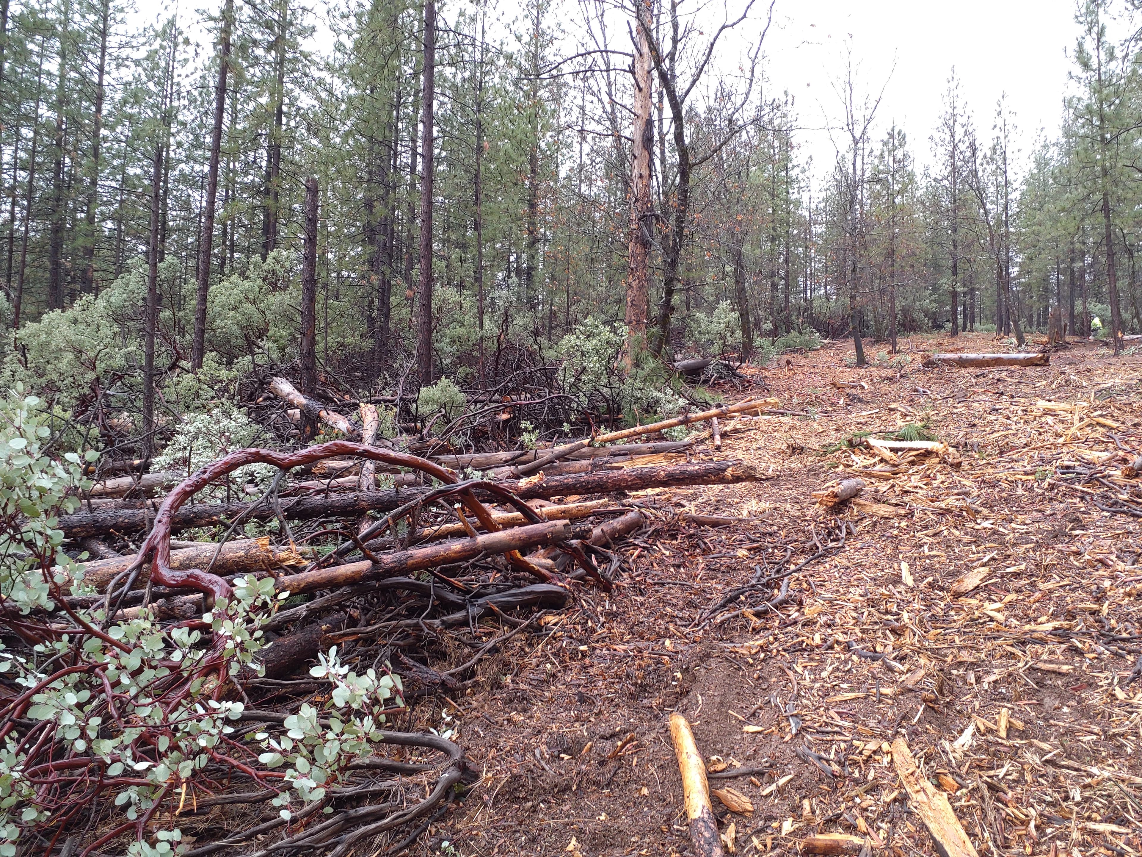 ‘Inimim Forest Restoration Project photo 2