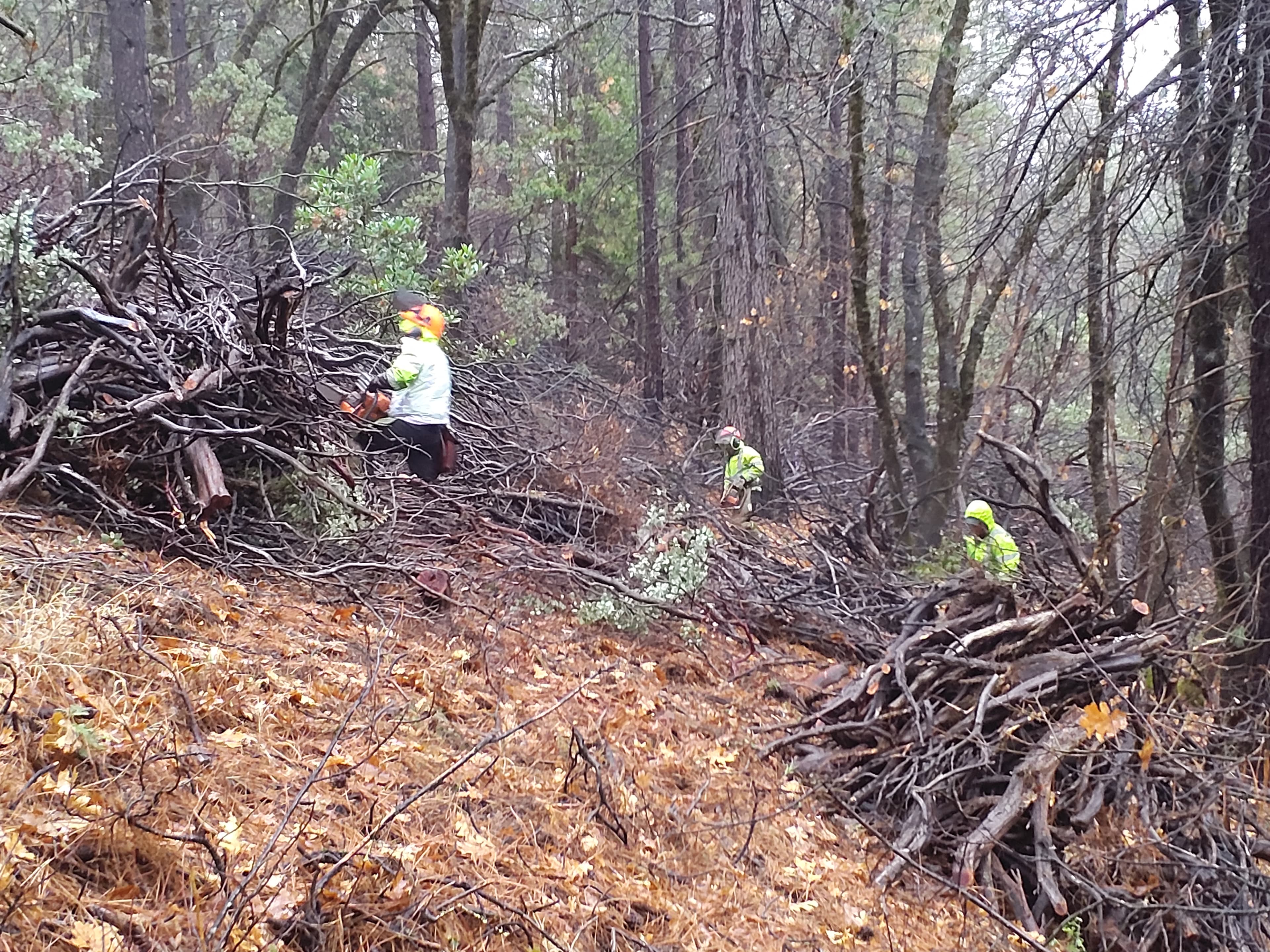 ‘Inimim Forest Restoration Project photo 3