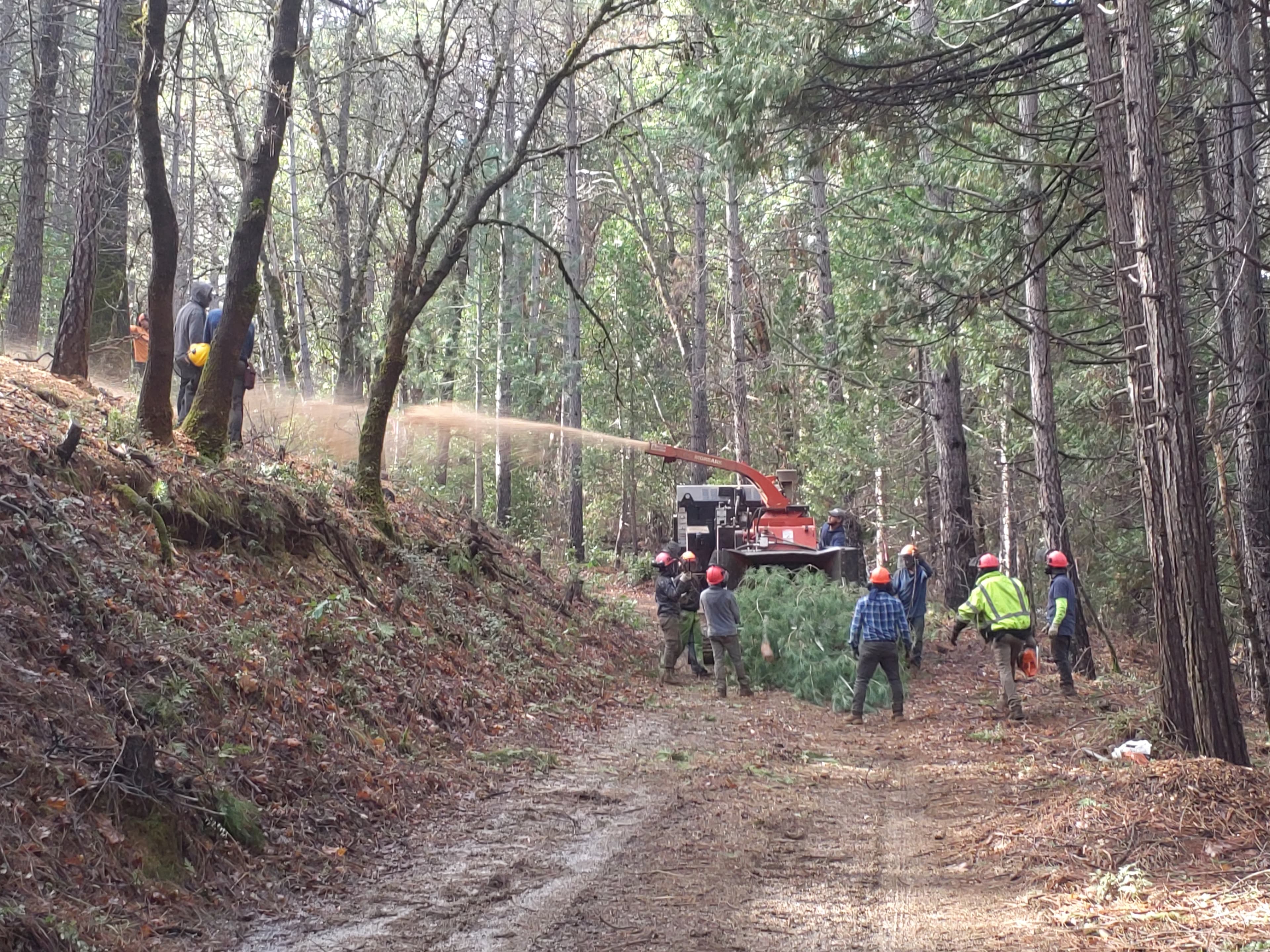 ‘Inimim Forest Restoration Project photo 5