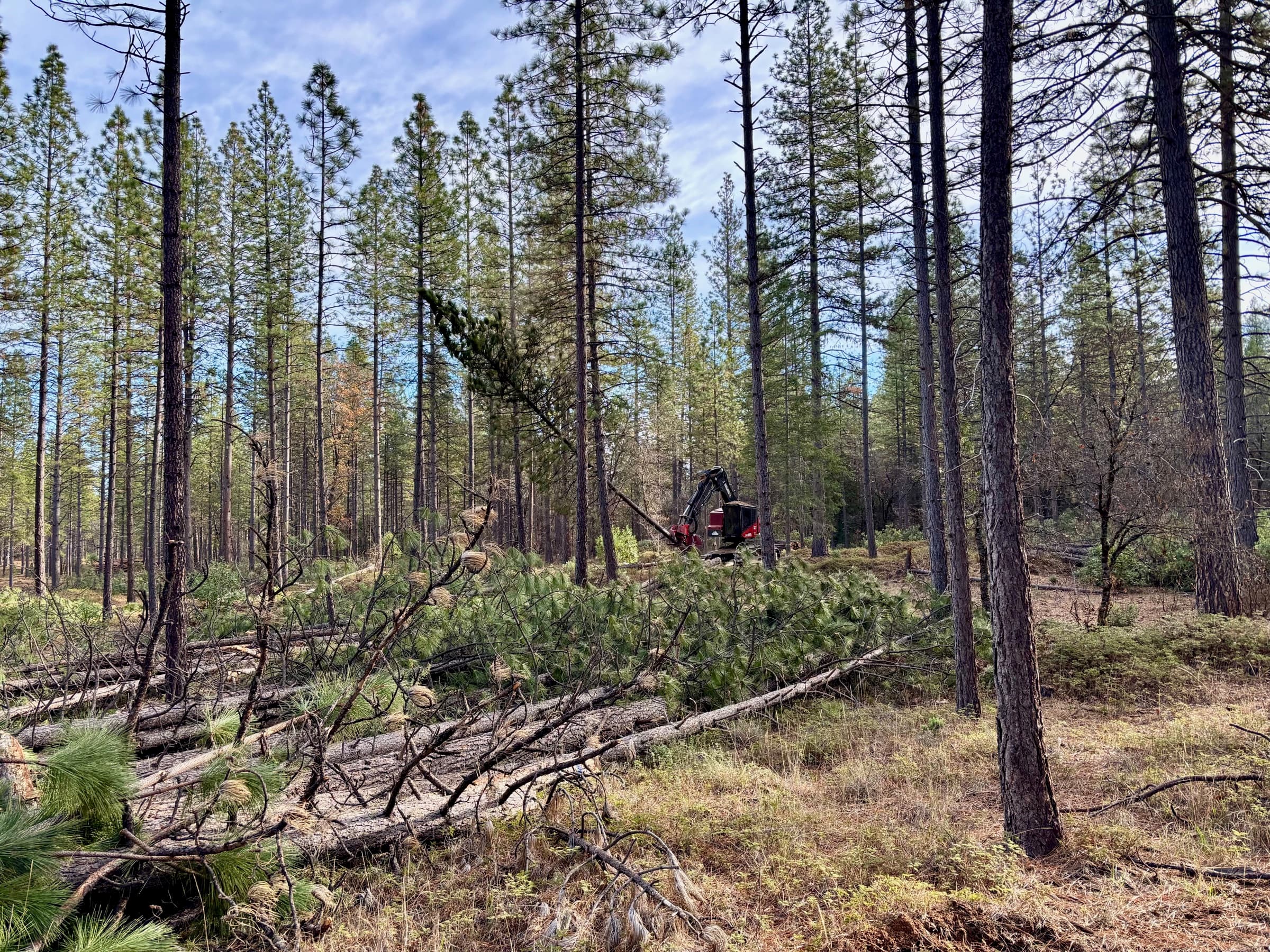 ‘Inimim Forest Restoration Project photo 8