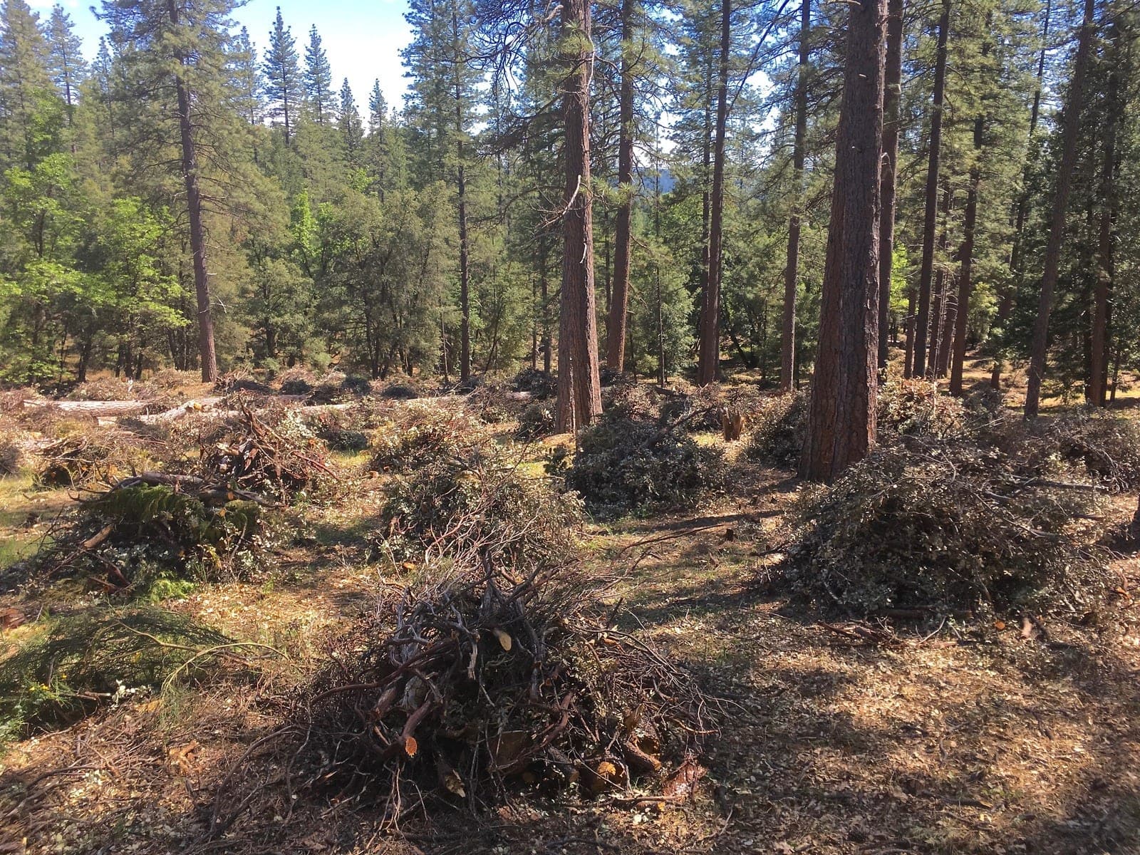 ‘Inimim Forest Restoration Project