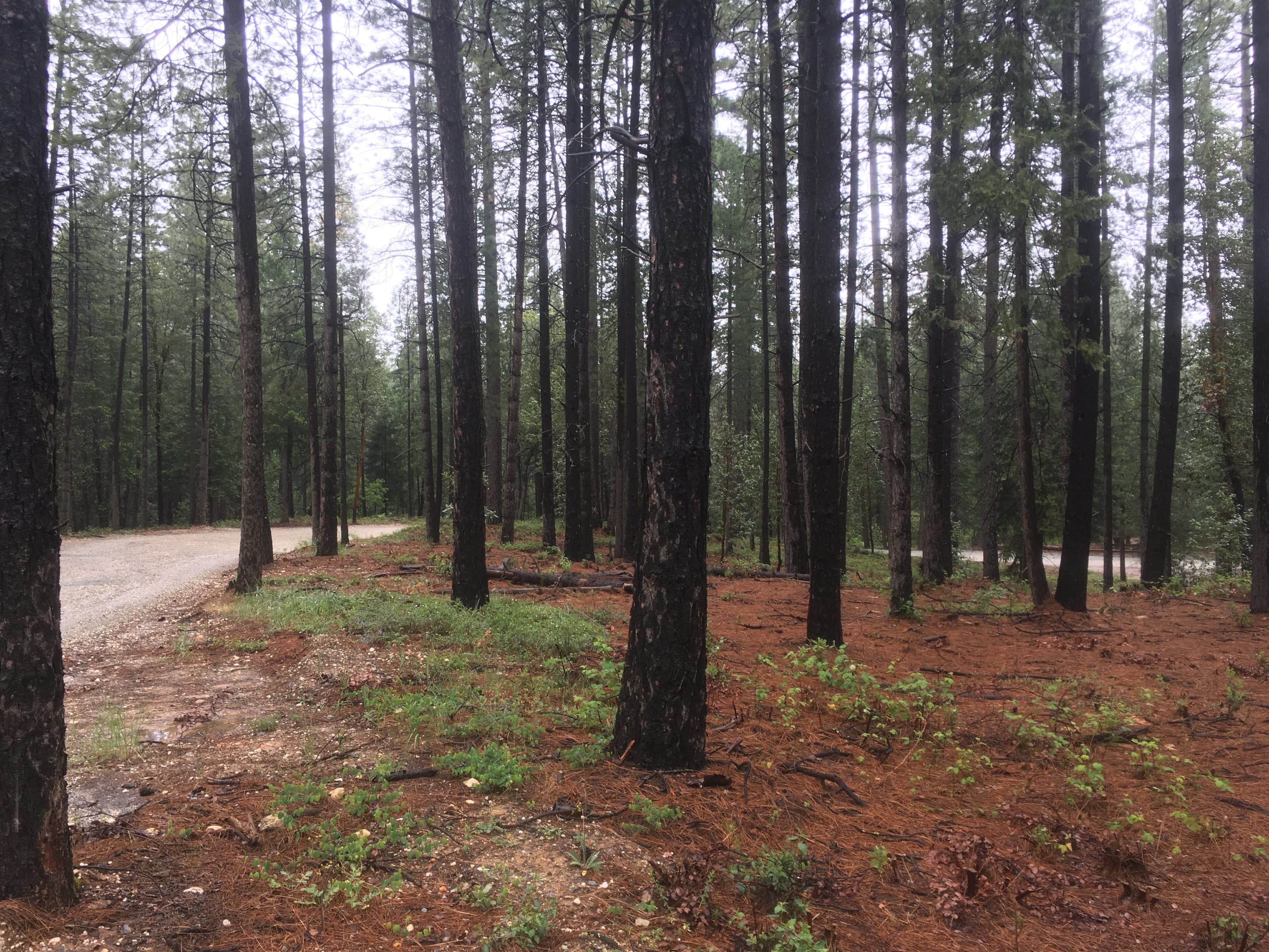 Inimim Forest Phase 3