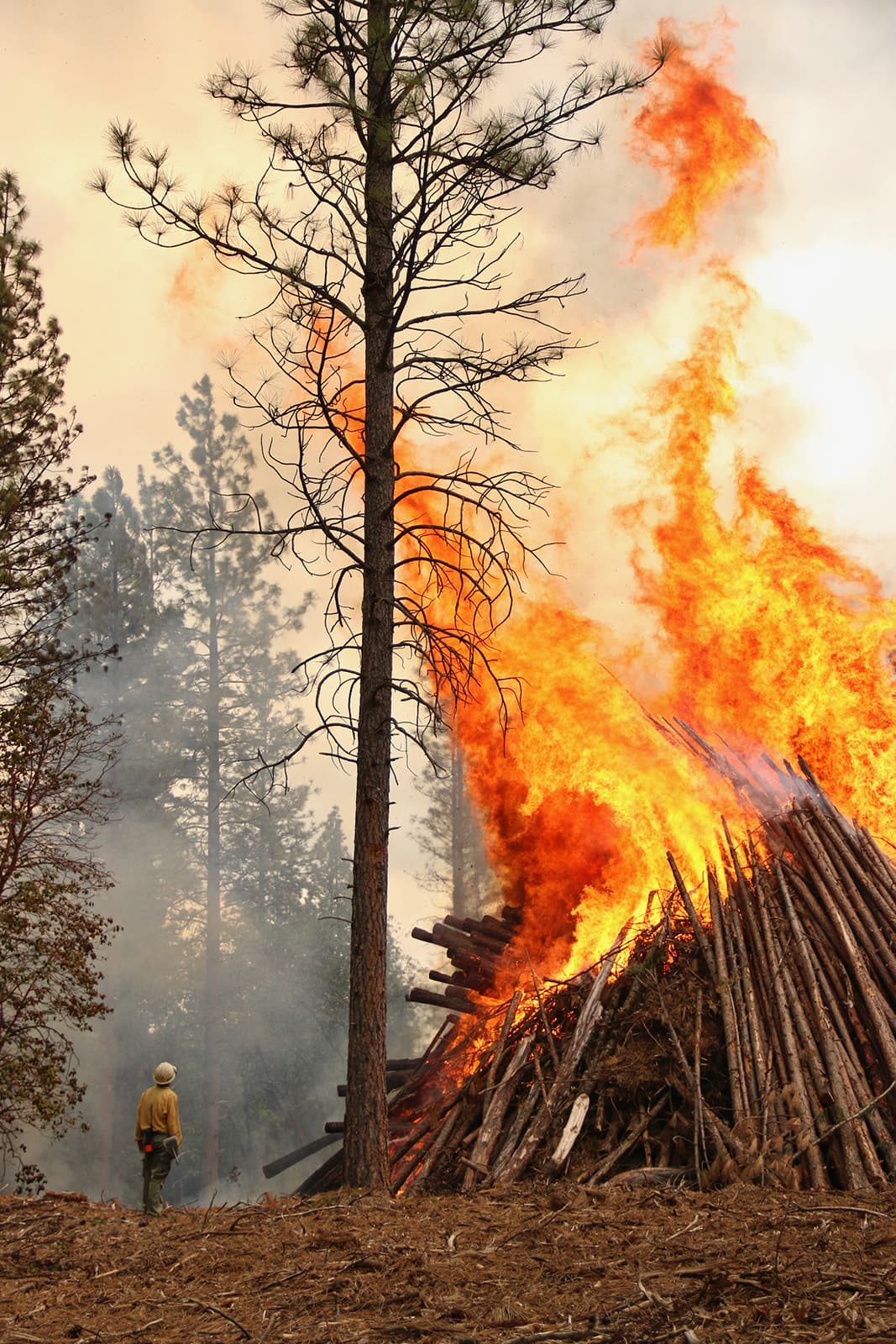 A firefighter stands at the base of a machine pile as flames tower above the surrounding pine canopy. Photo: Hilary Hattie Waters / Yahïla Foto.