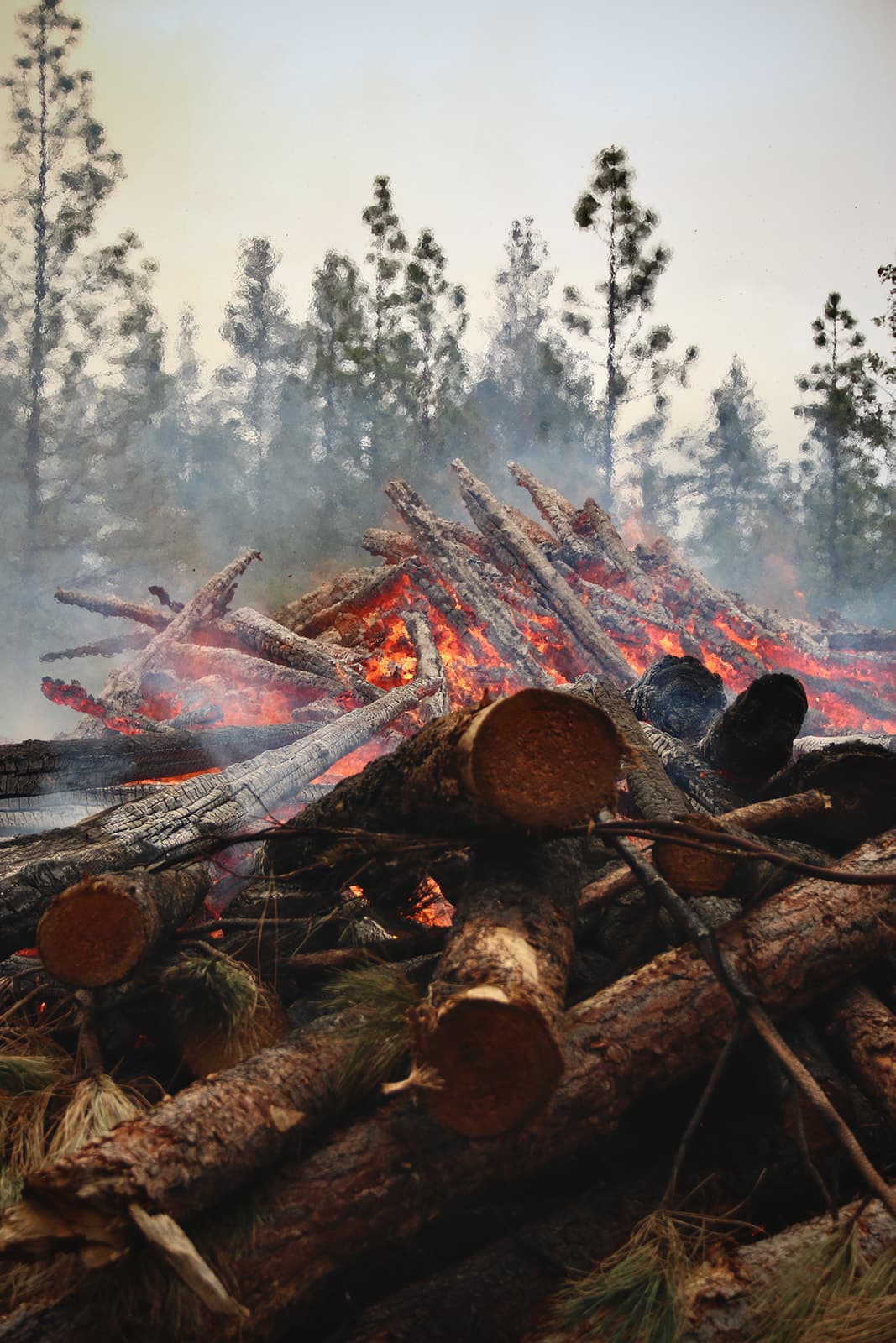 Fresh-cut pine logs in the foreground with a machine pile burning down behind them.