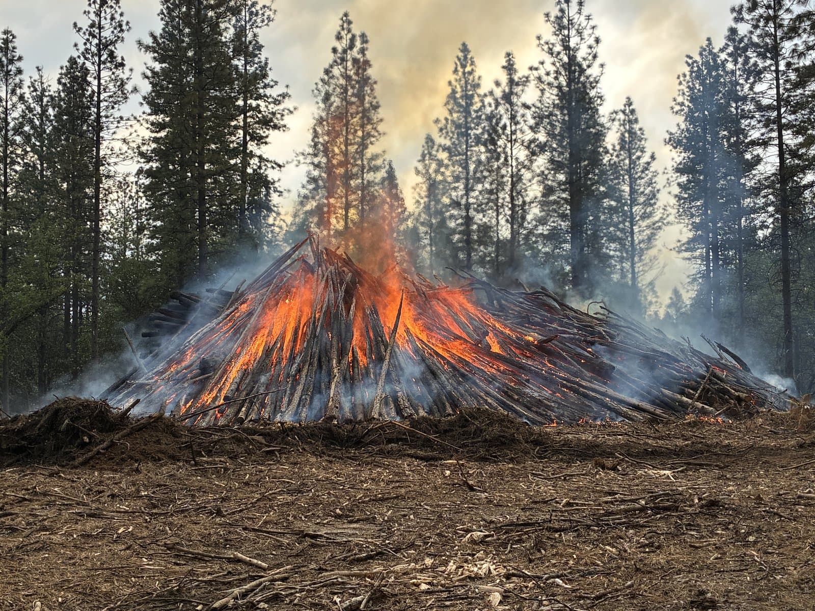 A pile burning down low as smoke rises through the clearing.