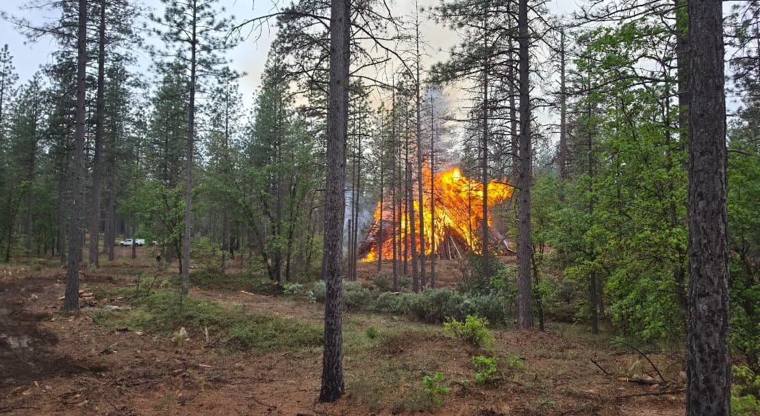 A pile burning through an opening in the forest on Day 2, with wet duff and green understory still visible around it.