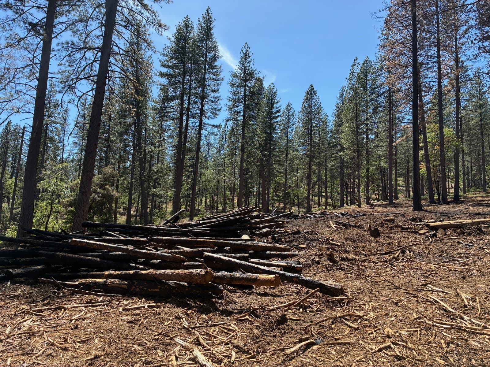 A few weeks after the burn, large-diameter logs remain in a partially-consumed pile — material that will be consolidated and re-burned in fall 2026.
