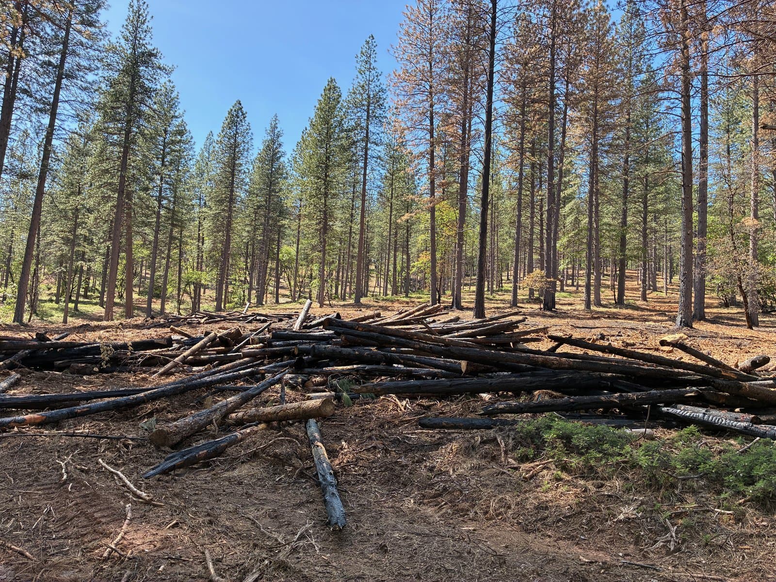 Charred 10,000-hour fuels scattered across the forest floor where a pile didn’t fully burn down — targeted for a follow-up burn in fall 2026.