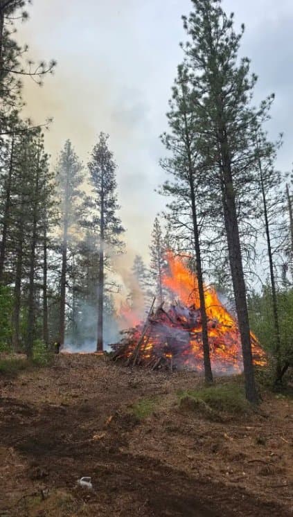 Tall flames from a single pile reaching into the tree canopy, framed by pine trunks.