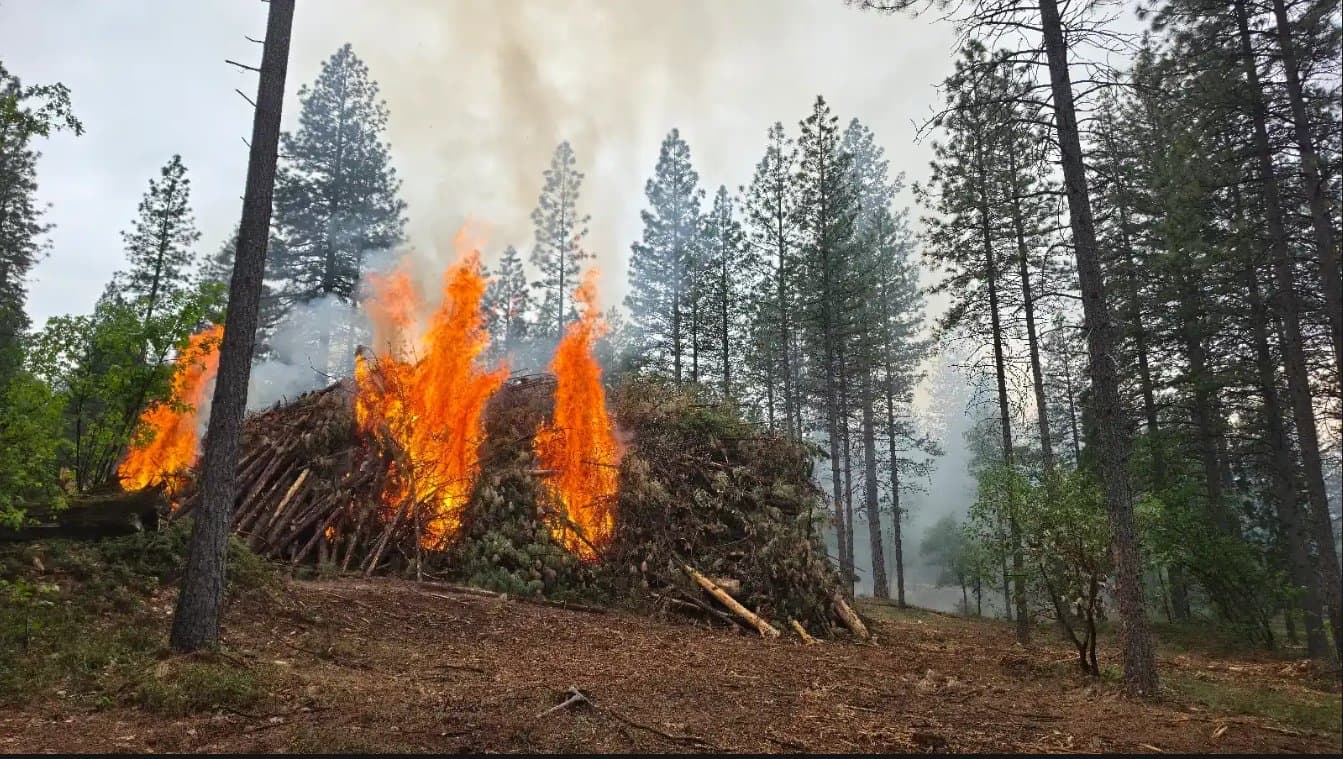 A machine pile fully involved, sending a wall of orange flame and gray-white smoke above the canopy.