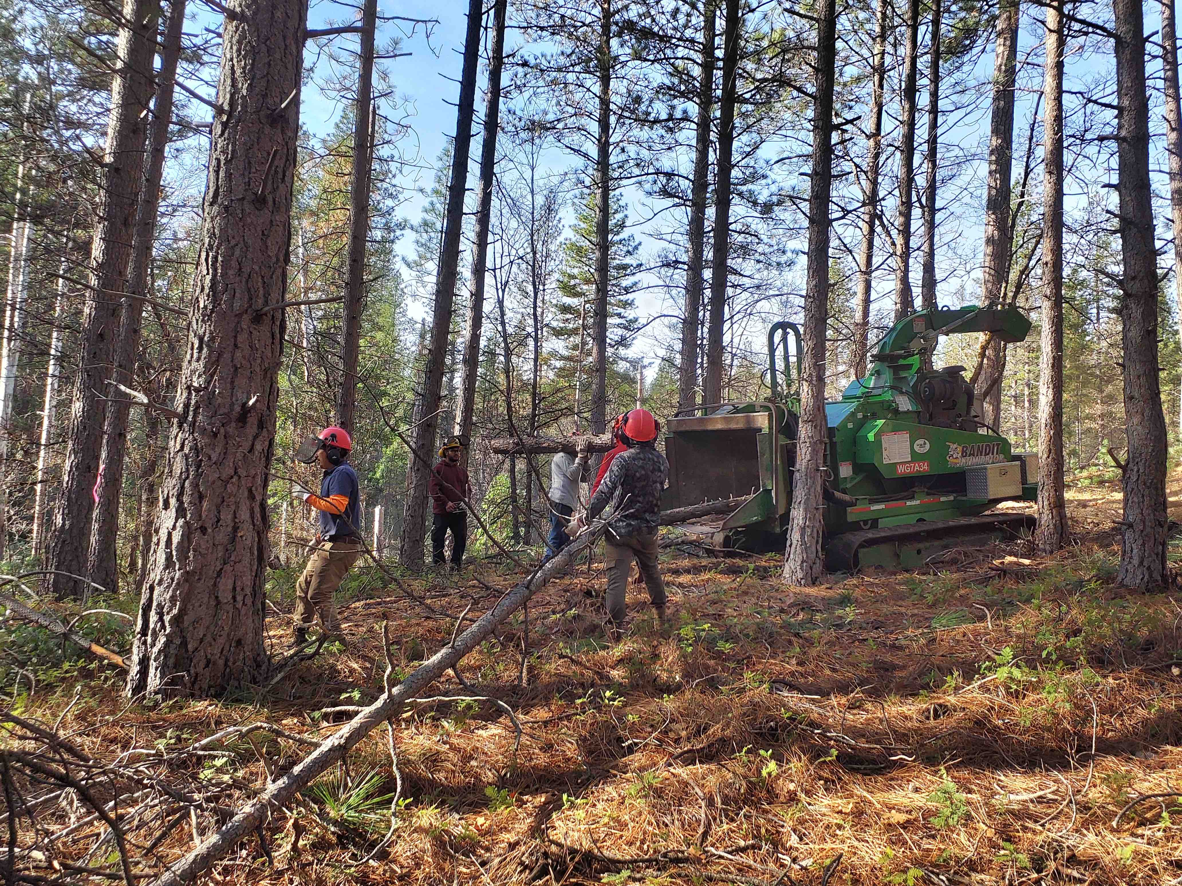 Forestry crew conducting forest thinning operations with a wood chipper in pine forest