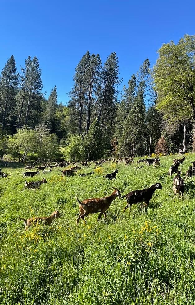 First Rain's goat herd