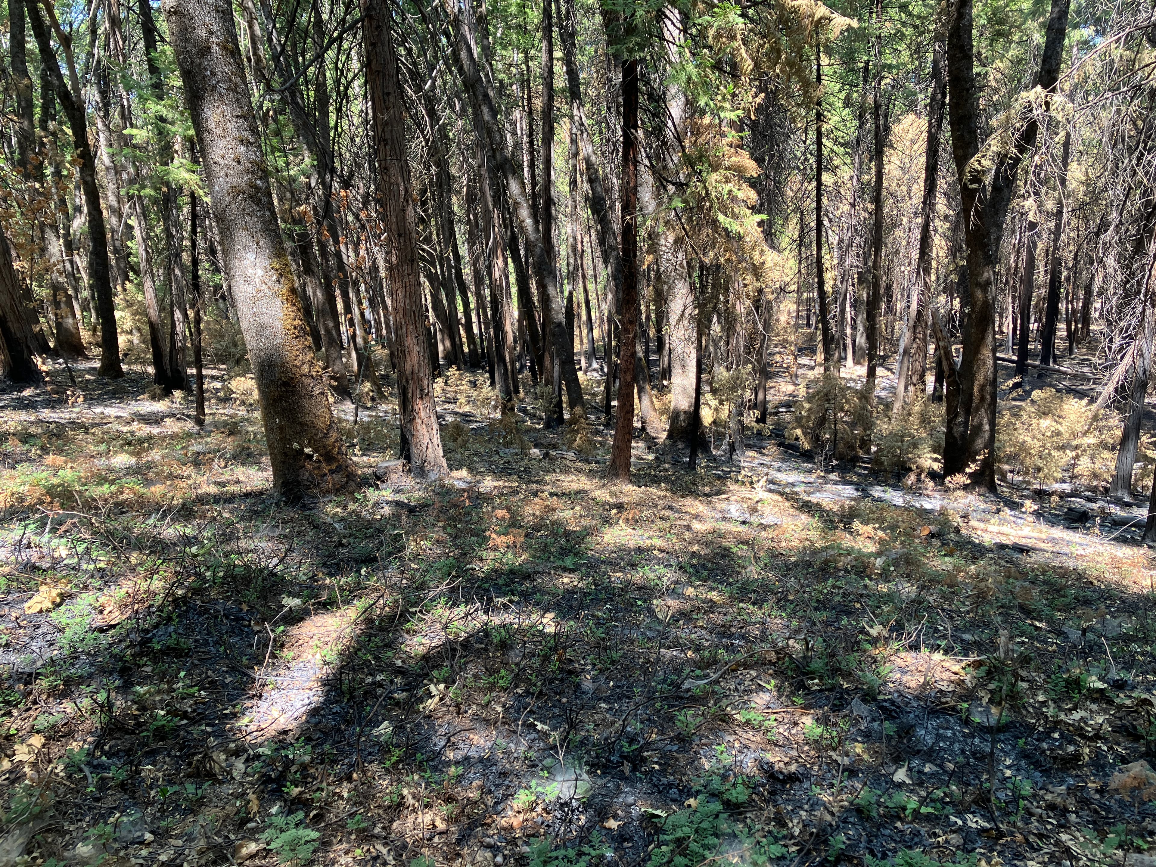 Round Mountain Landscape Resilience Project photo 3