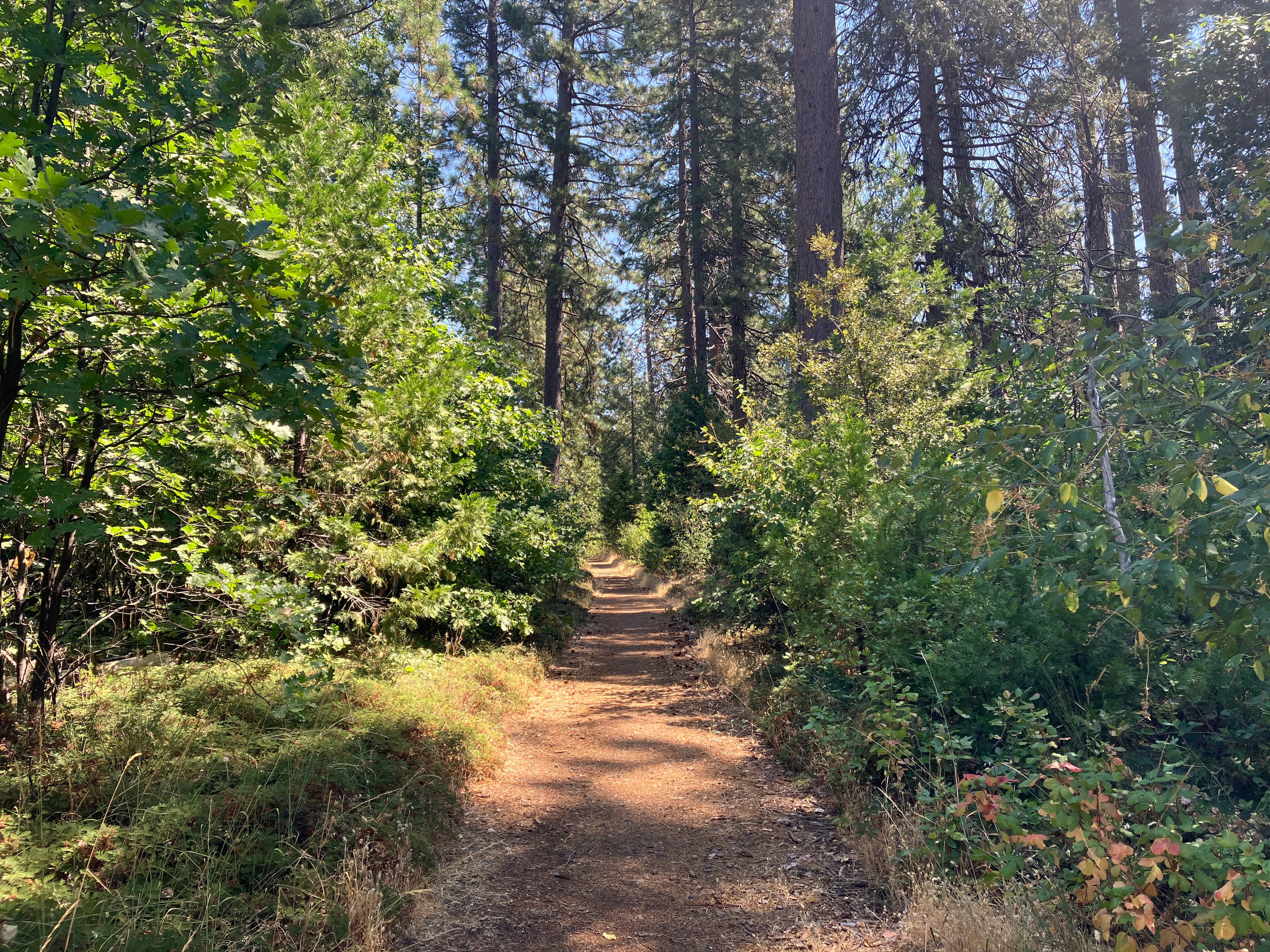 Round Mountain Landscape Resilience Project photo 5