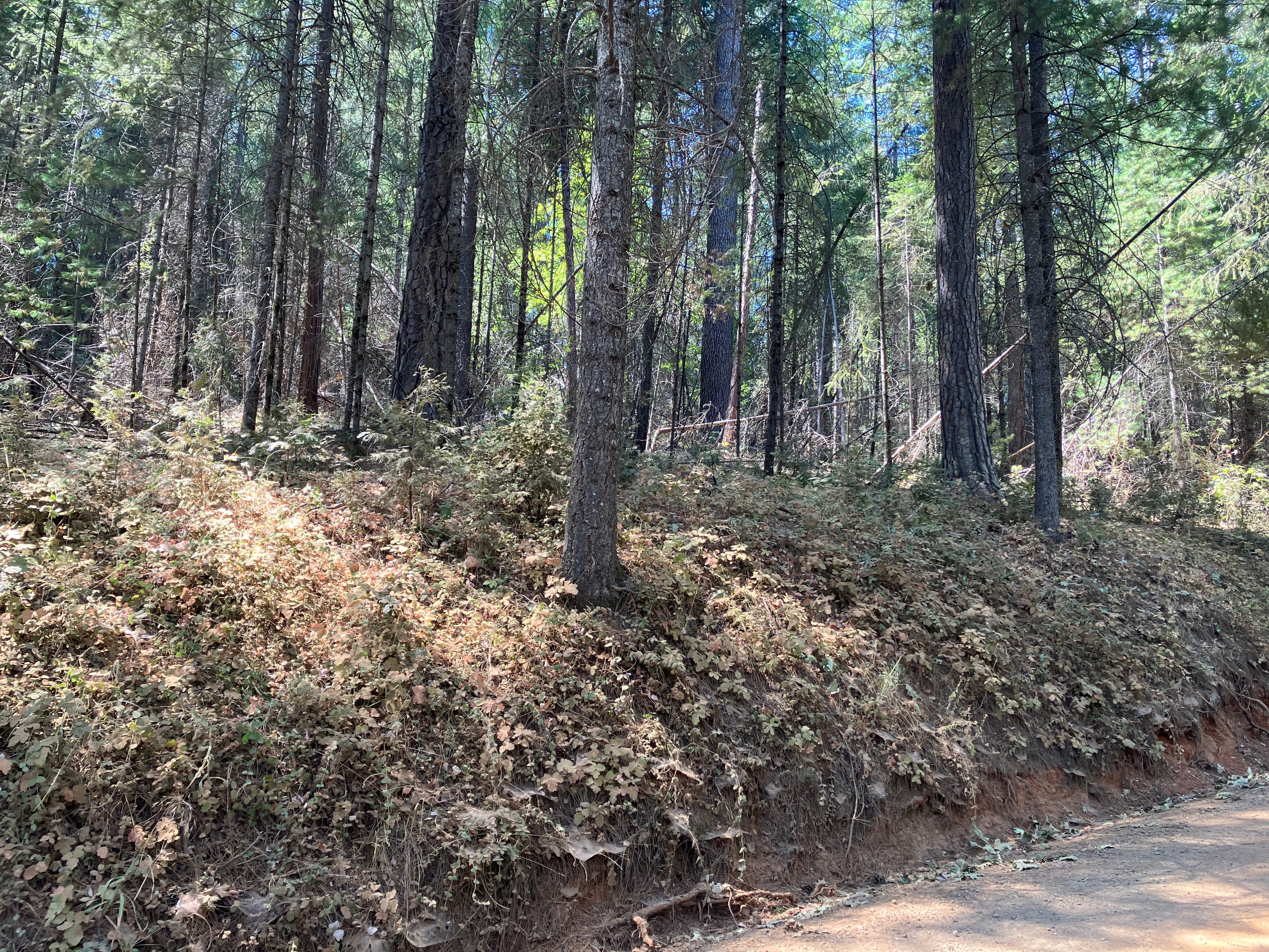 Round Mountain Landscape Resilience Project photo 6