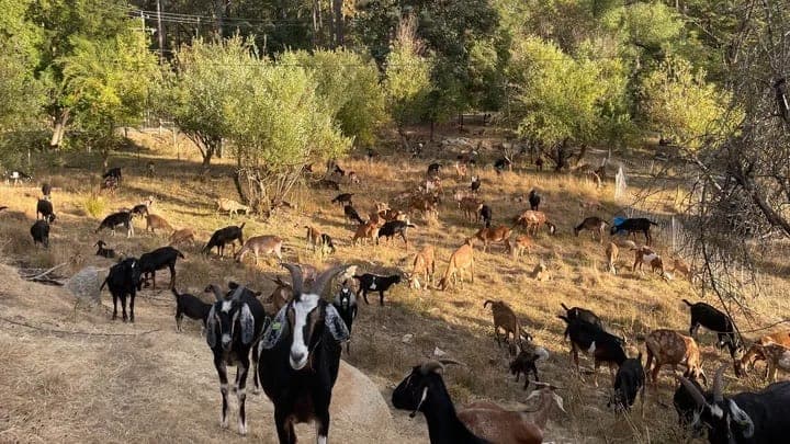 Goat grazing at Round Mountain