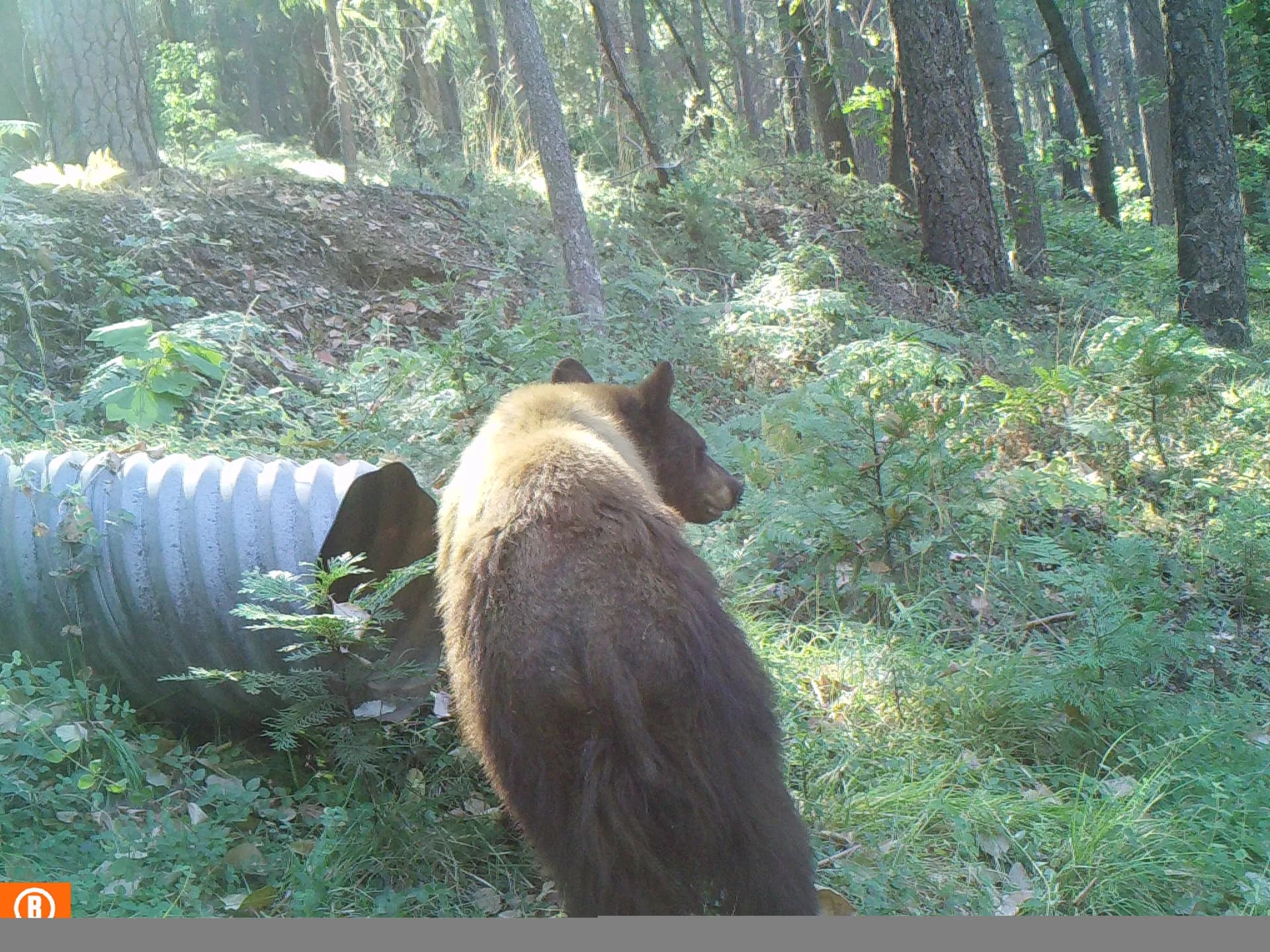 American black bear adult