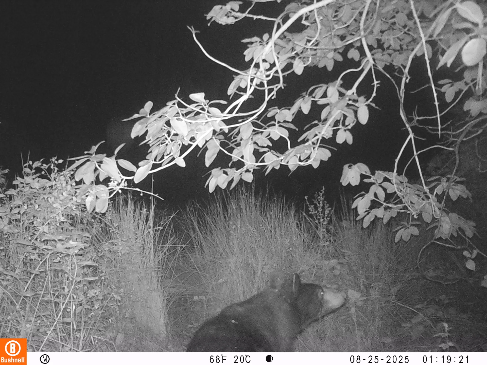 American black bear adult in meadow