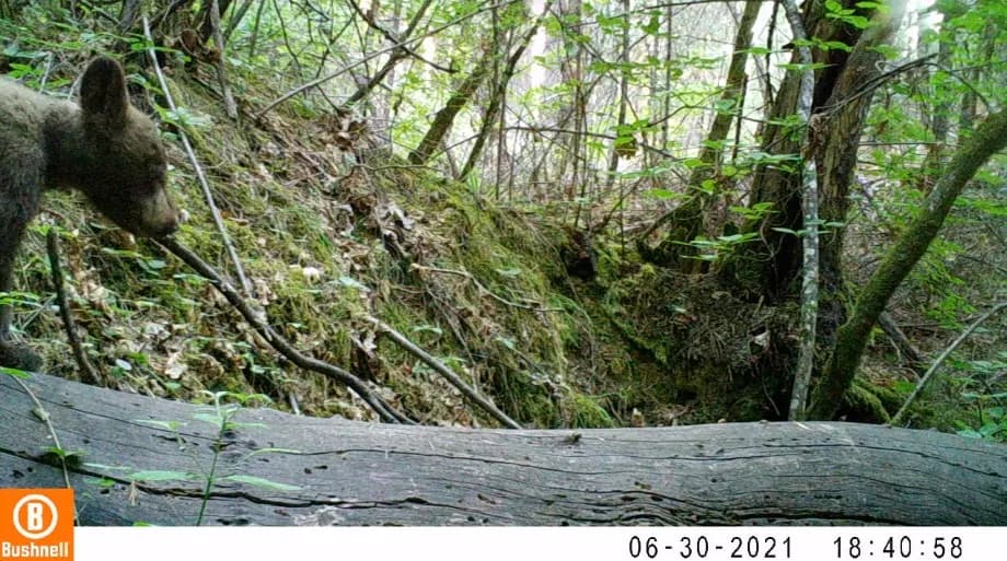 American black bear cub closeup