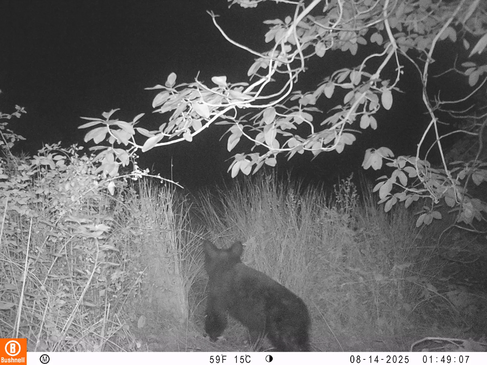 American black bear cub in meadow