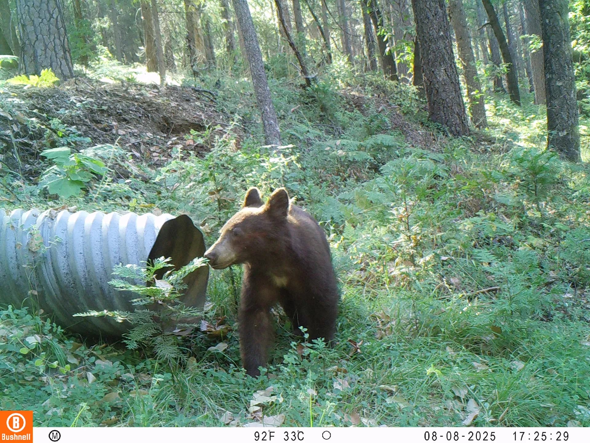 American black bear subadult