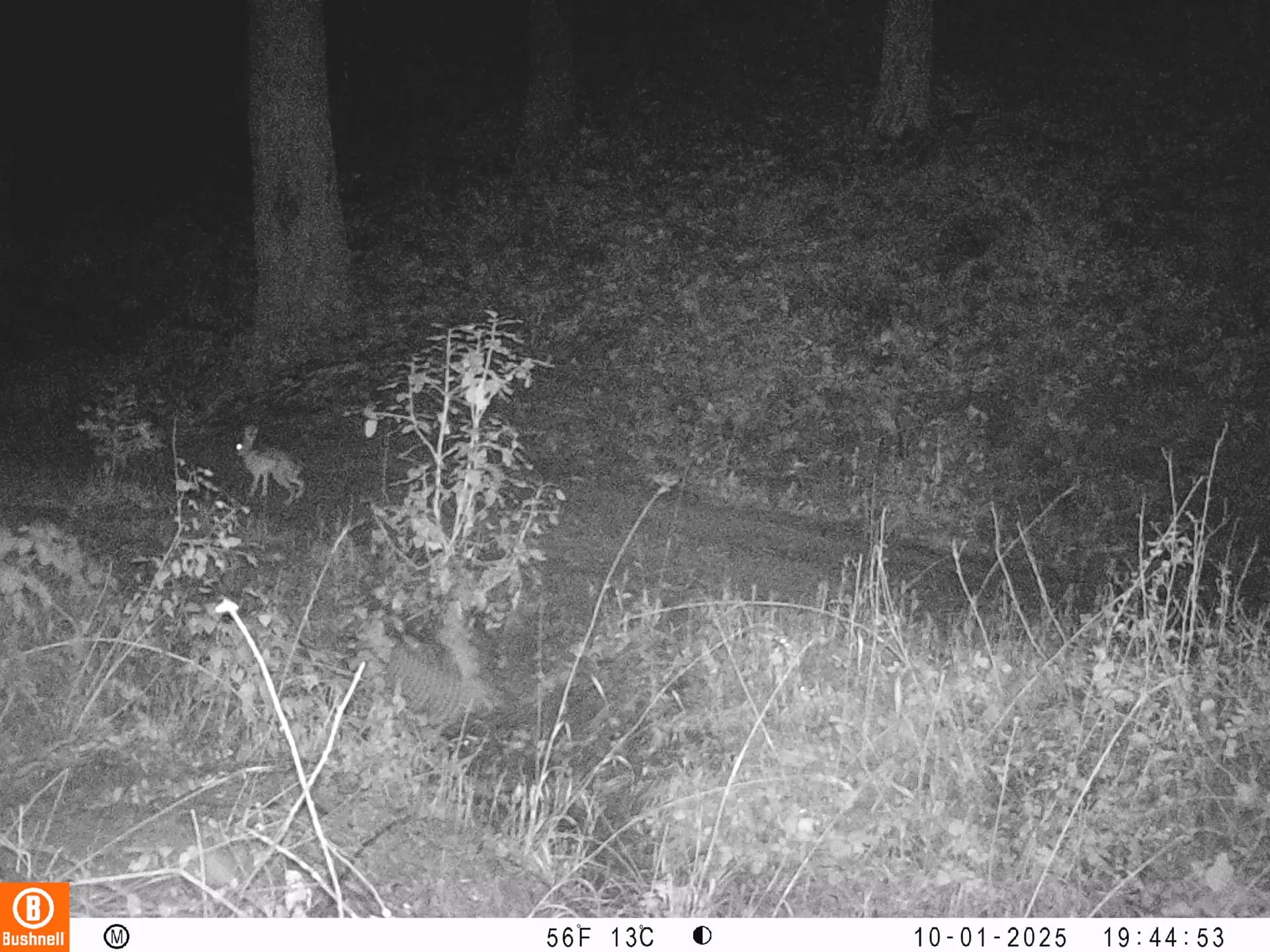 Black-tailed jackrabbit