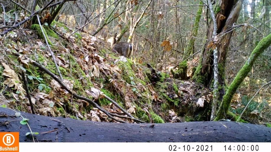 Columbia black-tailed deer tail