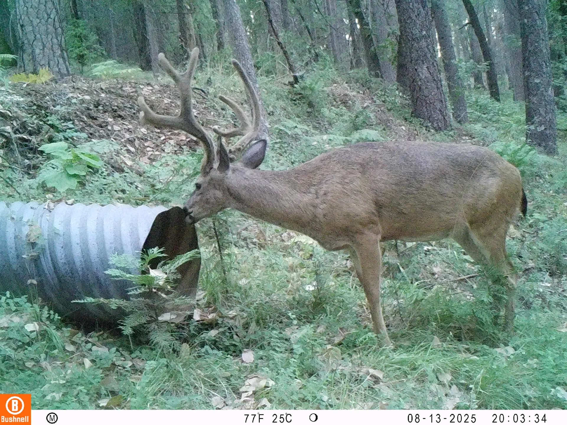 Columbian black-tailed deer buck