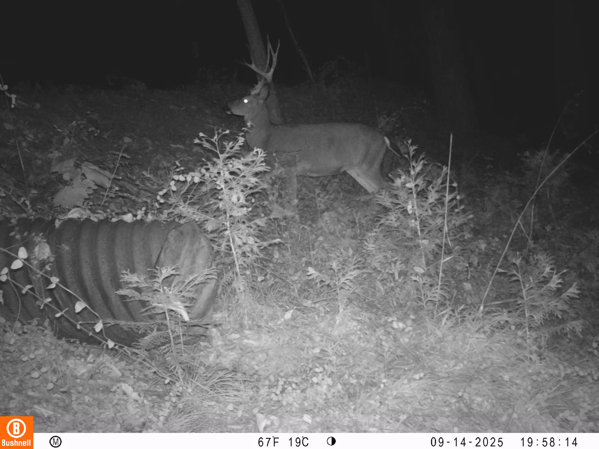 Columbian black-tailed deer buck