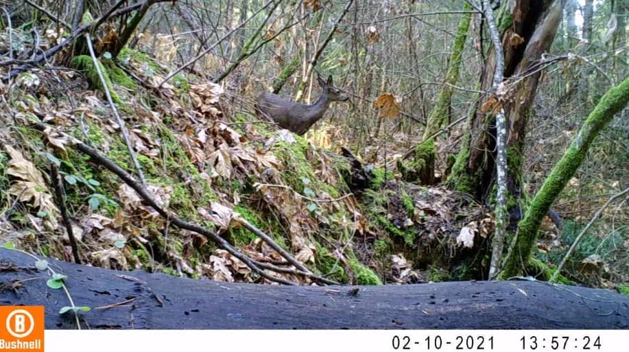 Columbian black-tailed deer daytime