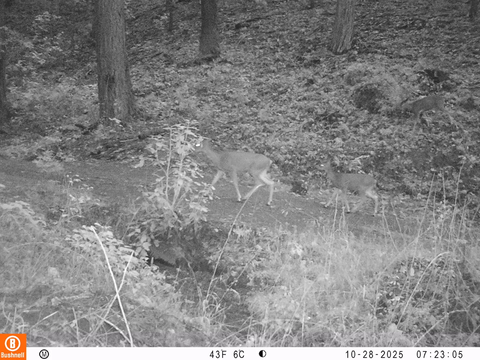 Columbian black-tailed deer family