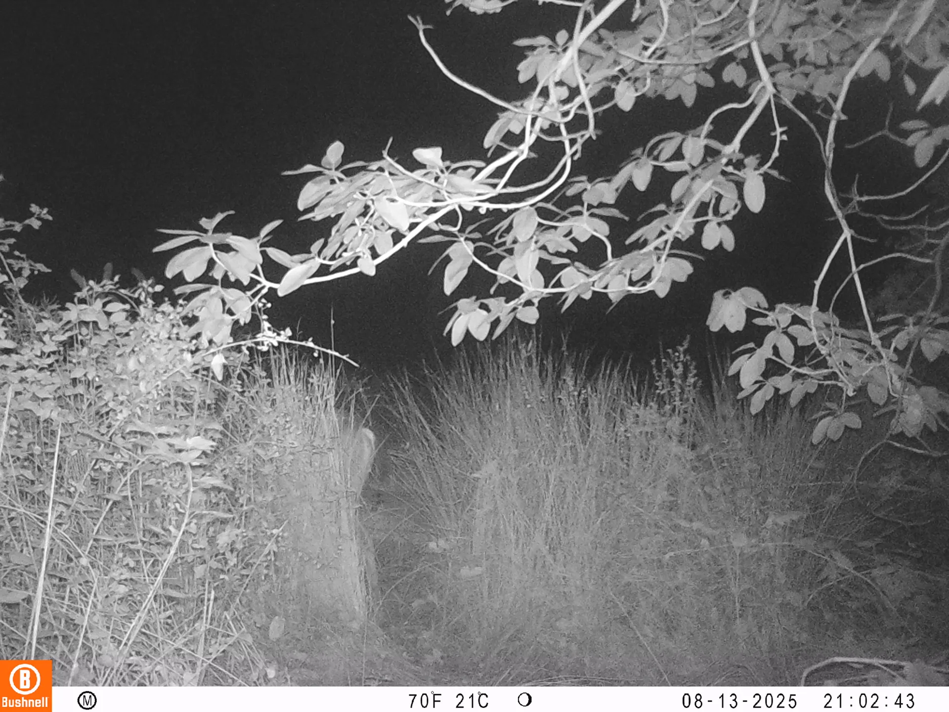 Columbian black-tailed deer in meadow