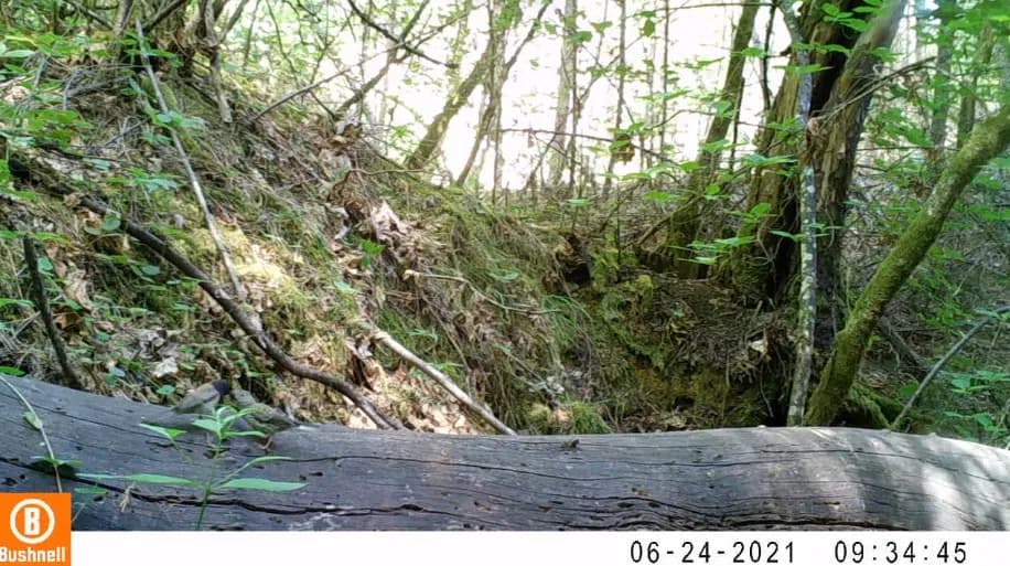 Dark-eyed Junco feeding young