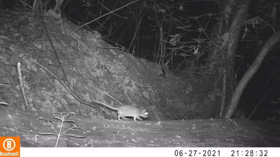Dusky-footed woodrat closeup