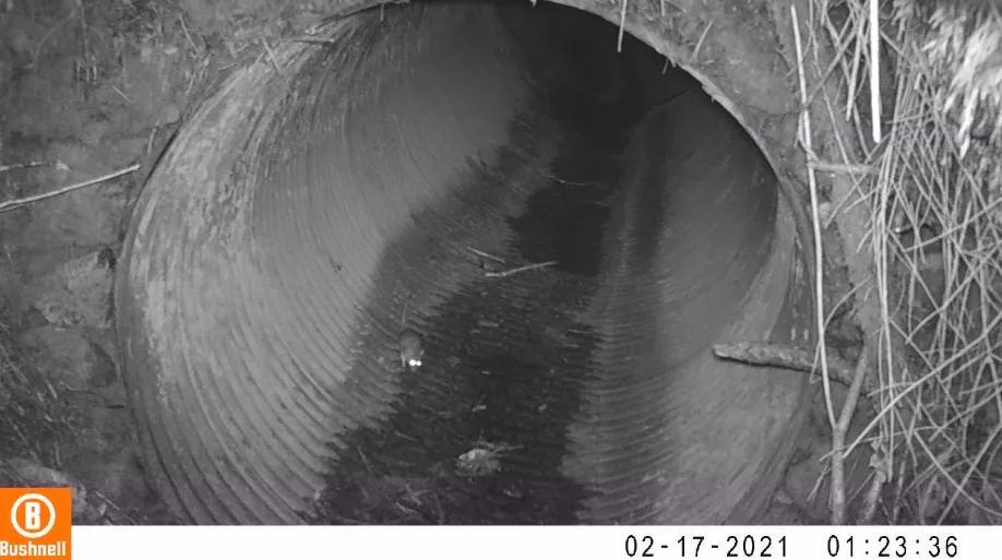 Dusky-footed woodrat in culvert