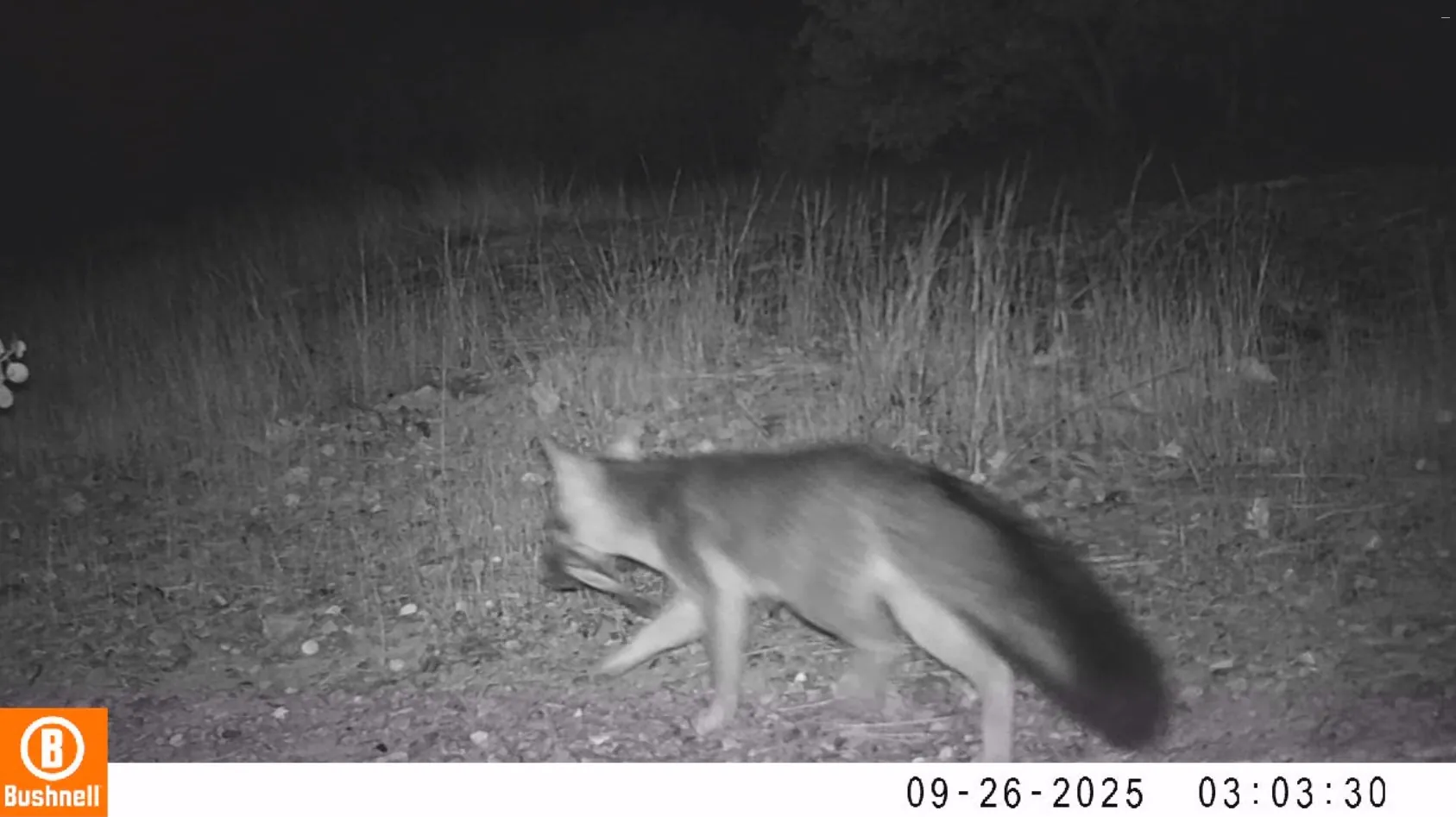 Gray fox with prey