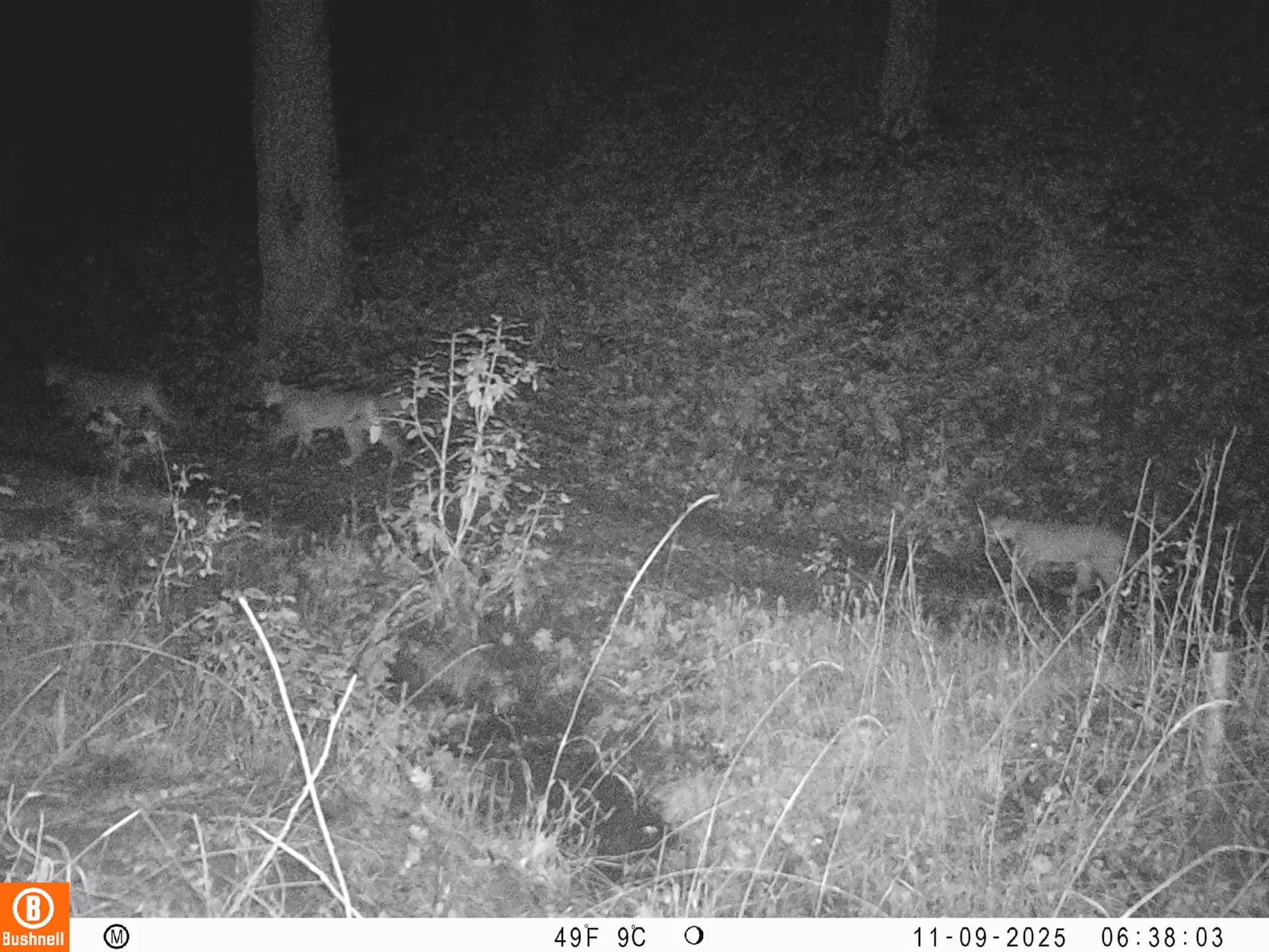 Mountain lion cubs captured on a trail camera in the Yuba watershed