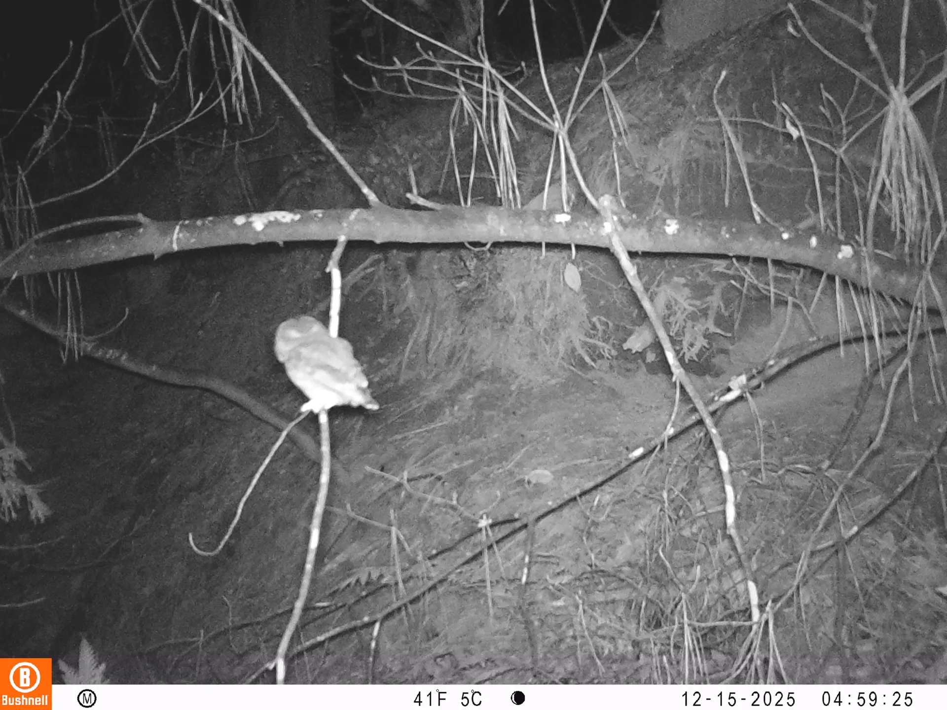 Northern Saw-whet Owl