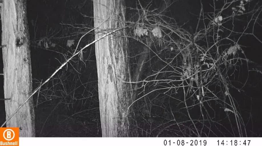 Northern flying squirrel