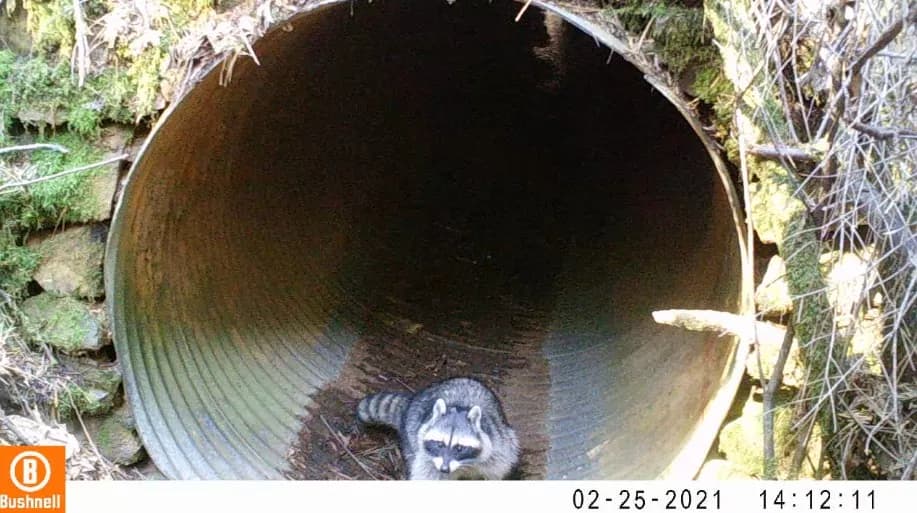 Raccoon in culvert