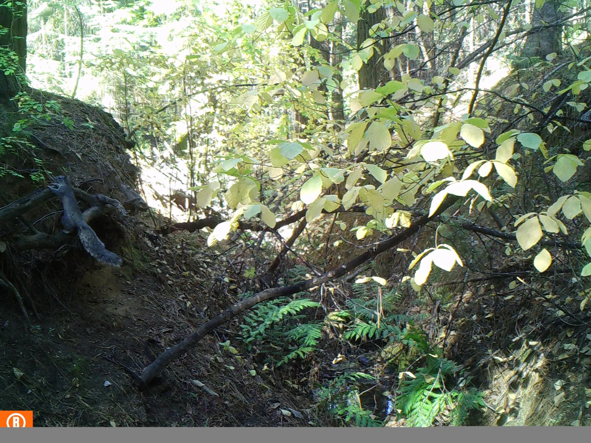 Western gray squirrel climbing