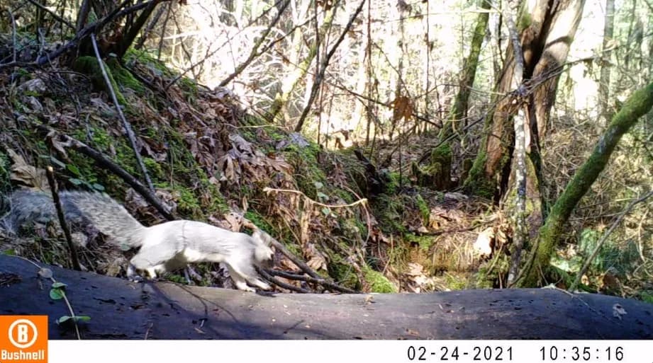 Western gray squirrel closeup